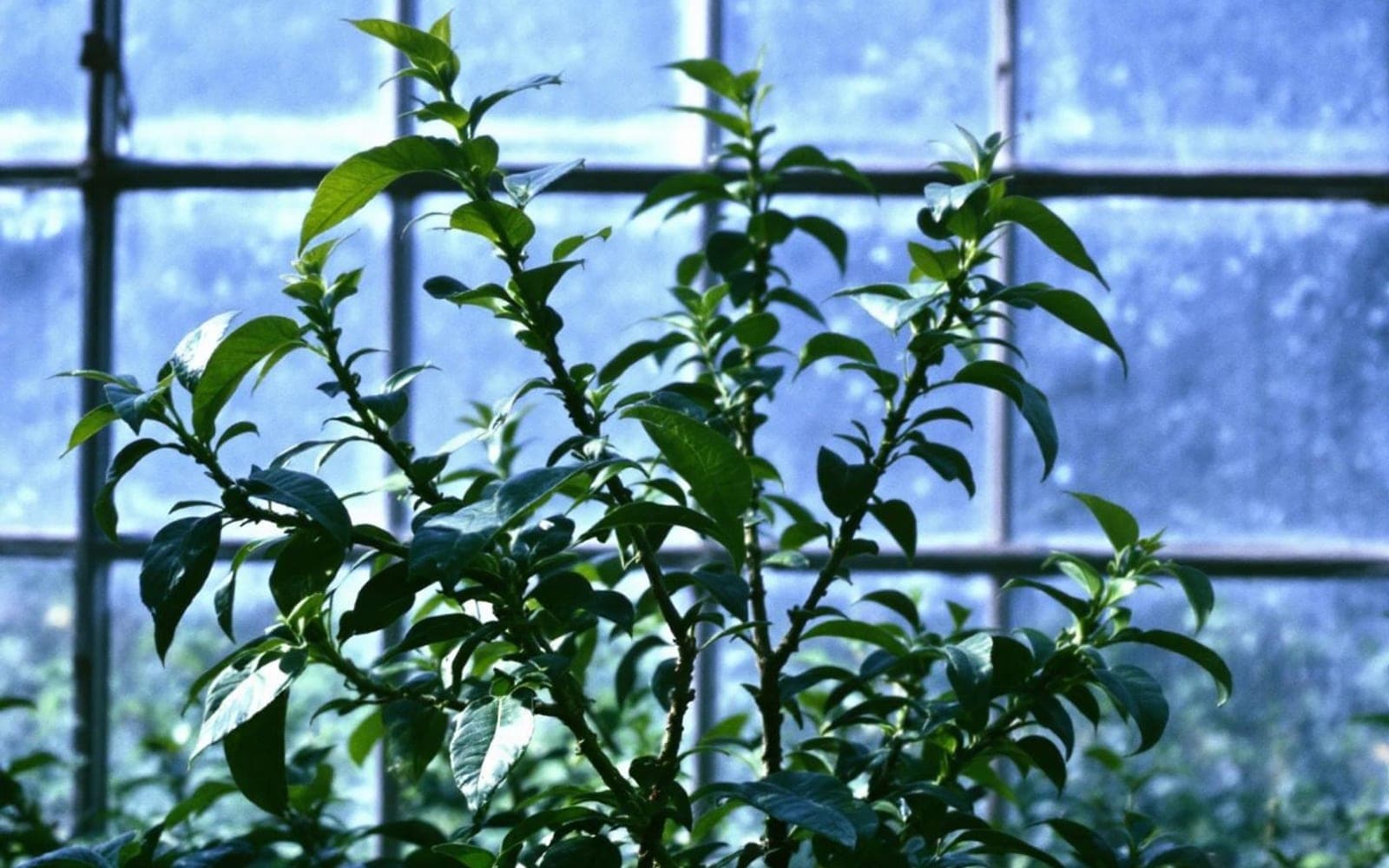 The Synergistic Power of Ibogaine and 5-MeO-DMT (Bufo Alvarius) in Treating PTSD, Addiction, and TBI