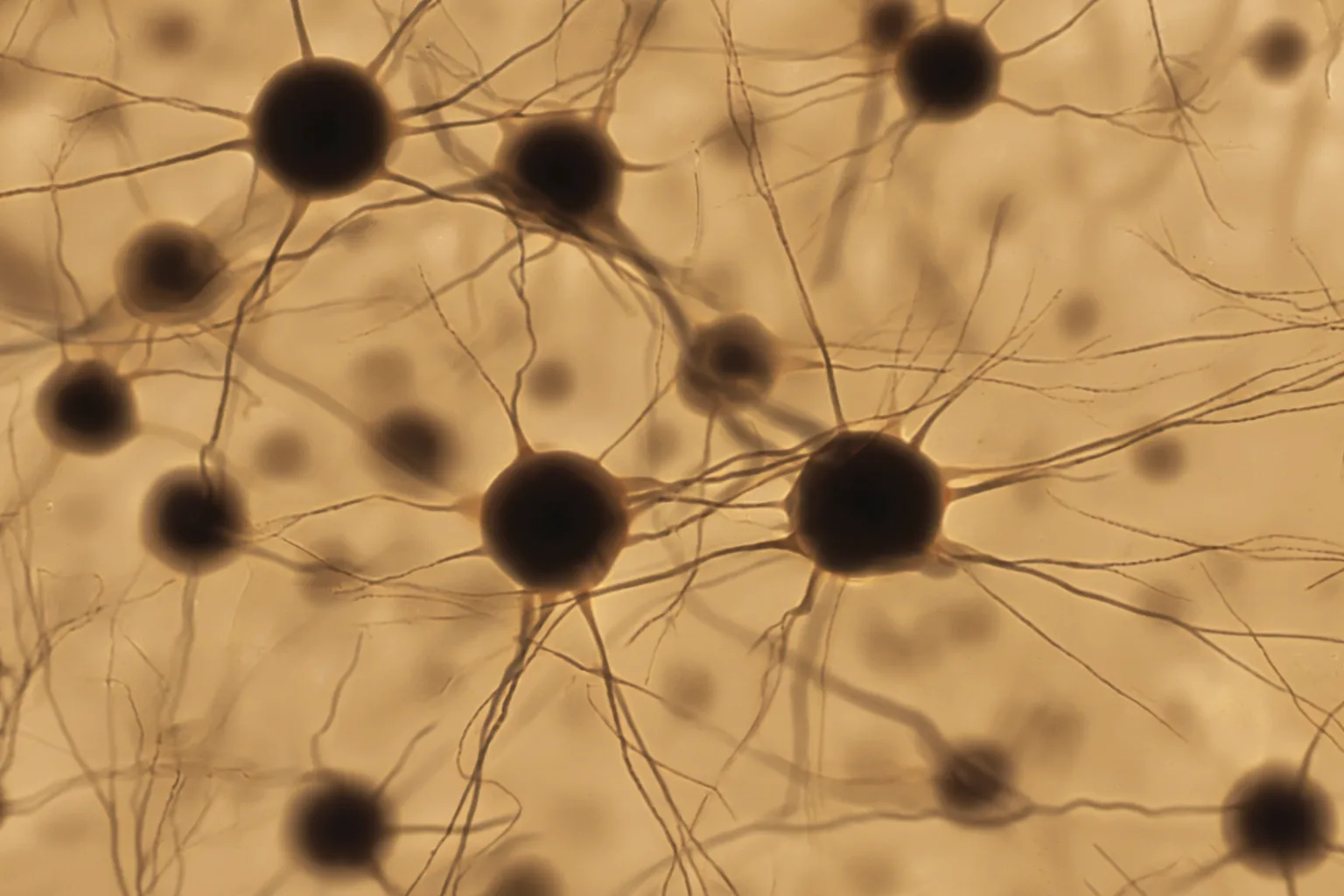 Dopaminergic neuron pathway with golden amber neurotransmitter particles